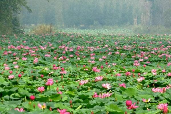 荷花的种植方法，冬季应使用浅水养殖
