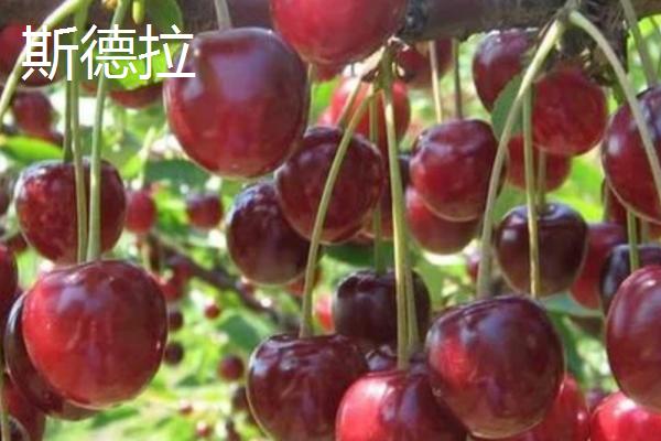 大樱桃品种有哪些,常见这5种