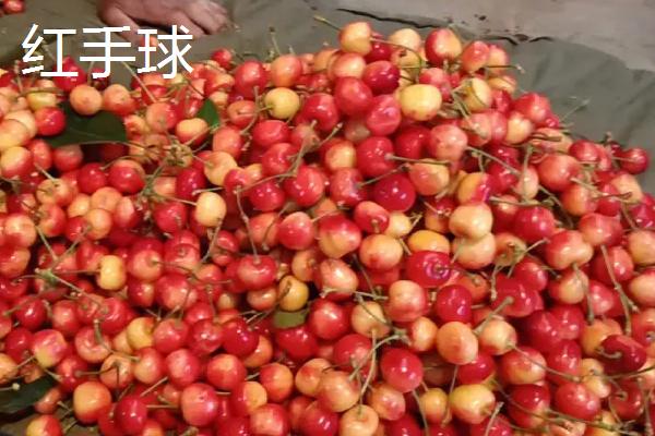 大樱桃品种有哪些,常见这5种