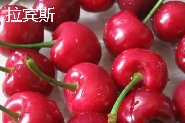 大樱桃品种有哪些,常见这5种