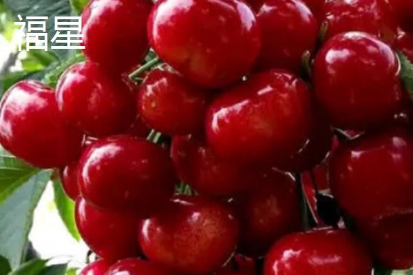 大樱桃品种有哪些,常见这5种