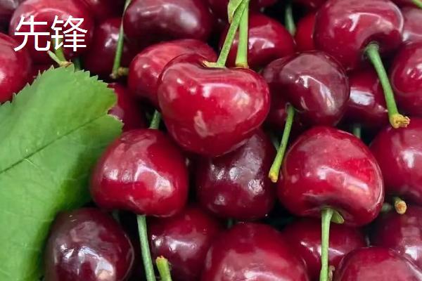 大樱桃品种有哪些,常见这5种
