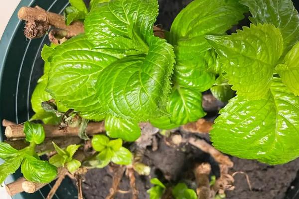 绣球老桩的种植方法,土壤最好是田园土