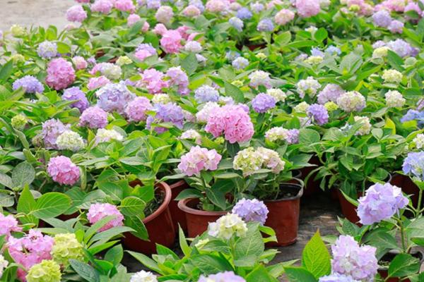 绣球老桩的种植方法,土壤最好是田园土