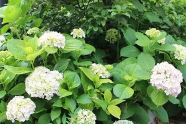 绣球老桩的种植方法,土壤最好是田园土