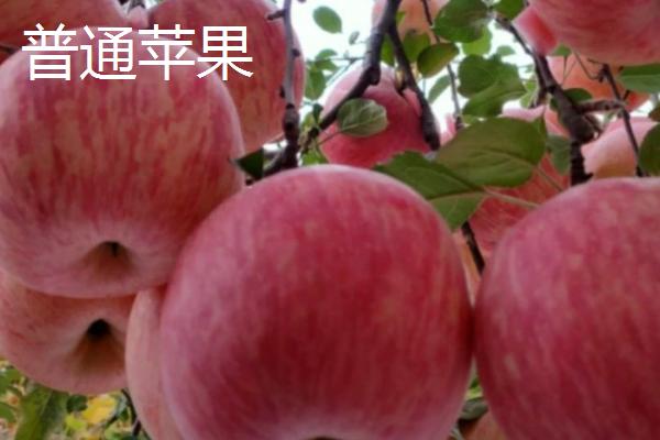 普通苹果与糖心苹果有什么区别,前者全年均可成熟、后者只在11月份成熟