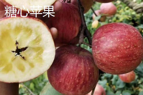 普通苹果与糖心苹果有什么区别,前者全年均可成熟、后者只在11月份成熟