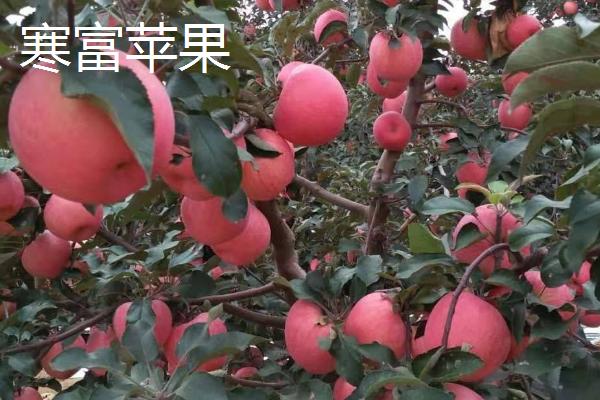 普通苹果与糖心苹果有什么区别,前者全年均可成熟、后者只在11月份成熟