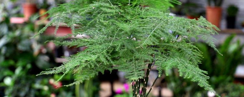 文竹盆景的养殖方法,需要将其放在散光充足的环境中