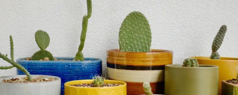 仙人掌的根有多长，长达30米不等