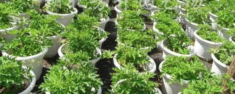 驱蚊子最有效的植物,驱蚊草、百里香、薄荷等都具有驱蚊效果