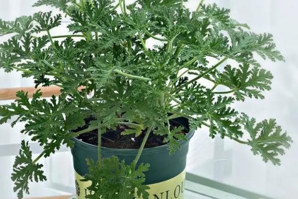 驱蚊子最有效的植物,驱蚊草、百里香、薄荷等都具有驱蚊效果