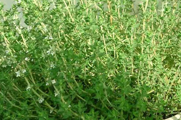 驱蚊子最有效的植物,驱蚊草、百里香、薄荷等都具有驱蚊效果