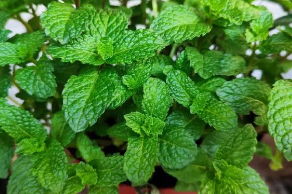 驱蚊子最有效的植物,驱蚊草、百里香、薄荷等都具有驱蚊效果