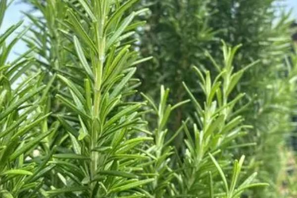 驱蚊子最有效的植物,驱蚊草、百里香、薄荷等都具有驱蚊效果