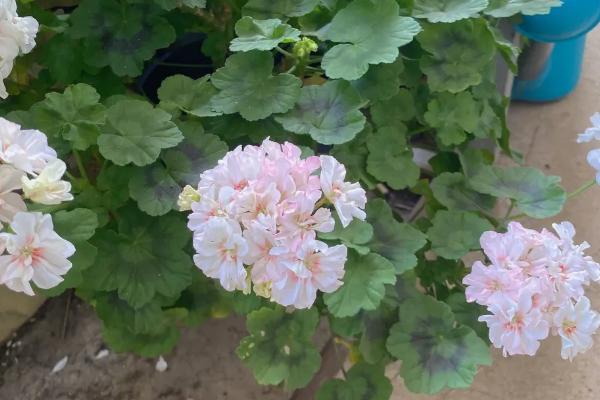 驱蚊子最有效的植物,驱蚊草、百里香、薄荷等都具有驱蚊效果