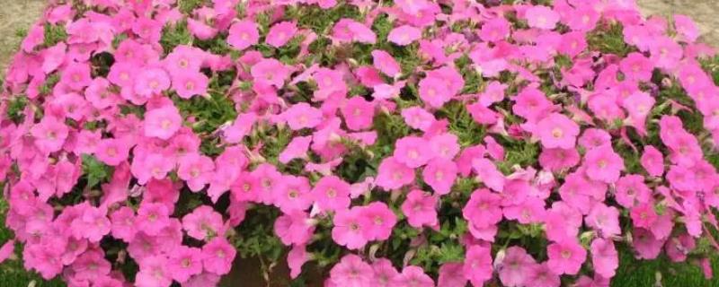 如何扦插矮牵牛才能快速成活,需选取健壮枝条作为插穗、扦插后要压实土壤