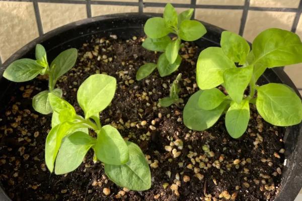 如何扦插矮牵牛才能快速成活,需选取健壮枝条作为插穗、扦插后要压实土壤