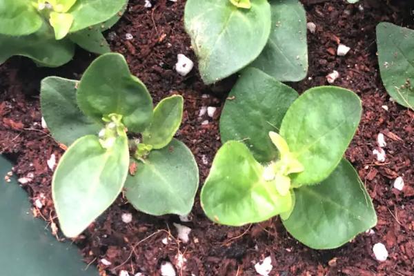 如何扦插矮牵牛才能快速成活,需选取健壮枝条作为插穗、扦插后要压实土壤