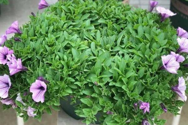 如何扦插矮牵牛才能快速成活,需选取健壮枝条作为插穗、扦插后要压实土壤