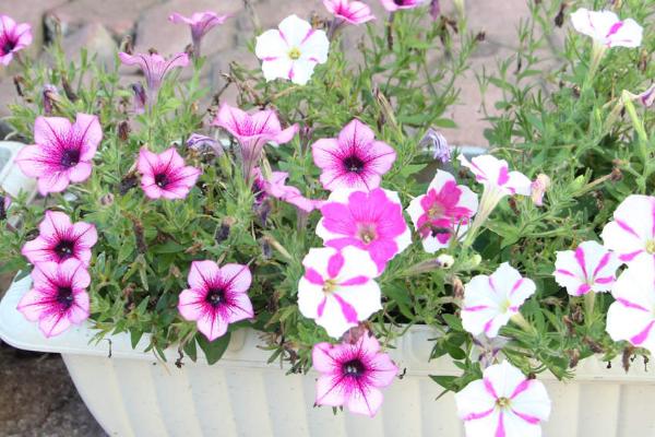 如何扦插矮牵牛才能快速成活,需选取健壮枝条作为插穗、扦插后要压实土壤