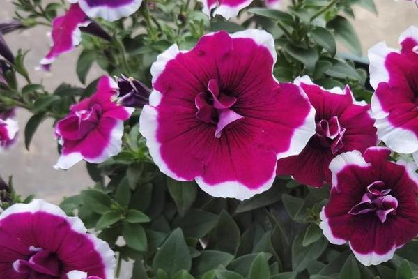 如何扦插矮牵牛才能快速成活,需选取健壮枝条作为插穗、扦插后要压实土壤