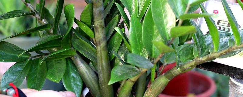 金钱树的养殖方法,过于湿润的土壤不利于其生长