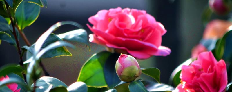 四季茶花耐寒多少度,不能低于5℃