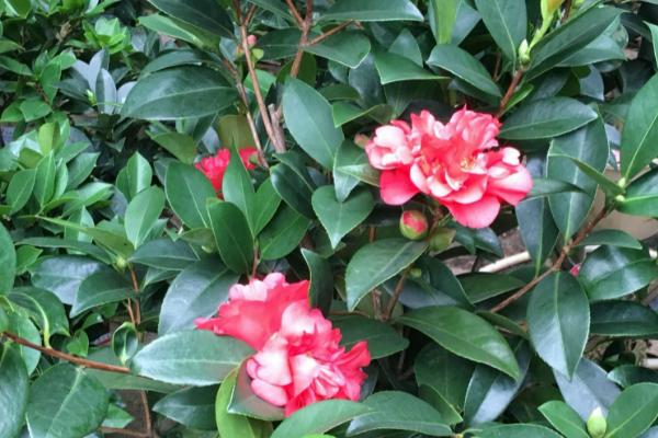 四季茶花耐寒多少度,不能低于5℃