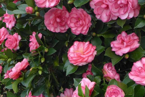 四季茶花耐寒多少度,不能低于5℃