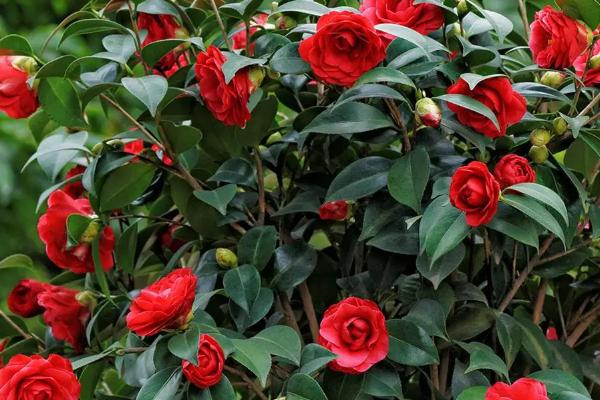 四季茶花耐寒多少度,不能低于5℃