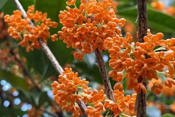 桂花花朵的形状像什么,像十字架