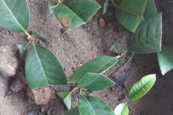 桂花花朵的形状像什么,像十字架