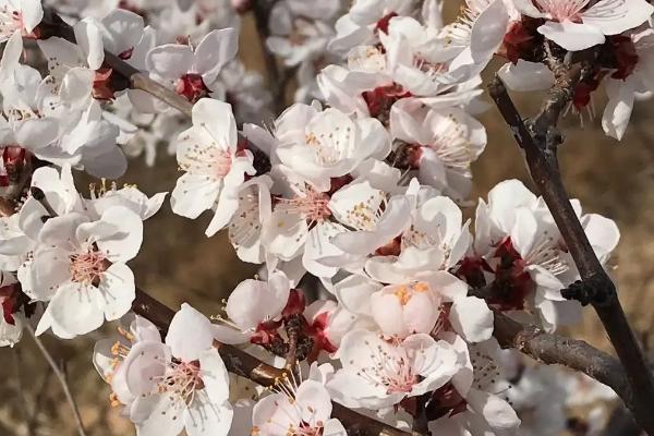 杏树的开花时间，一般为3-4月份