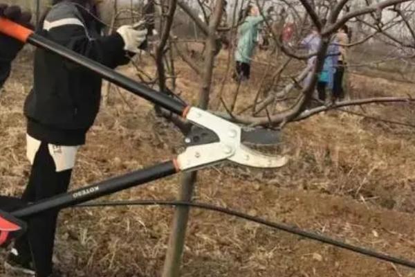 杏树的开花时间，一般为3-4月份