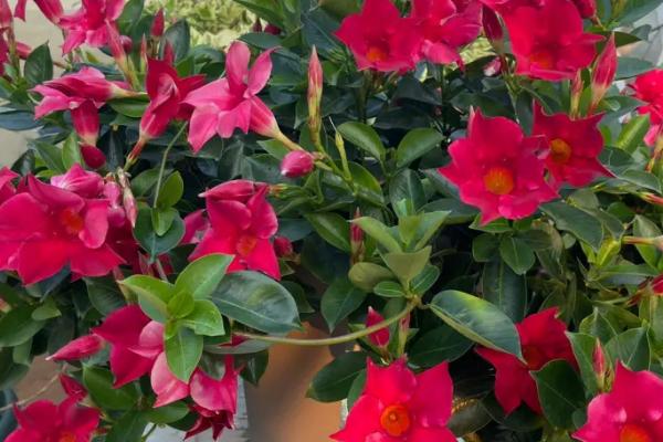 飘香藤有没有毒,属于无毒植物