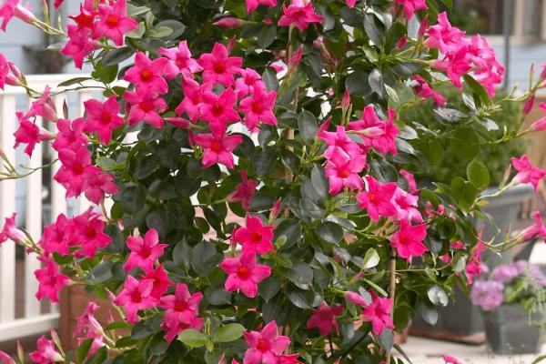 飘香藤有没有毒,属于无毒植物