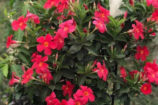 飘香藤有没有毒,属于无毒植物