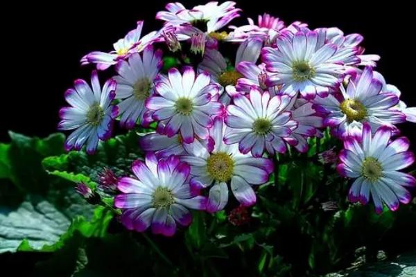 瓜叶菊耐寒多少度,只能忍受0℃的低温