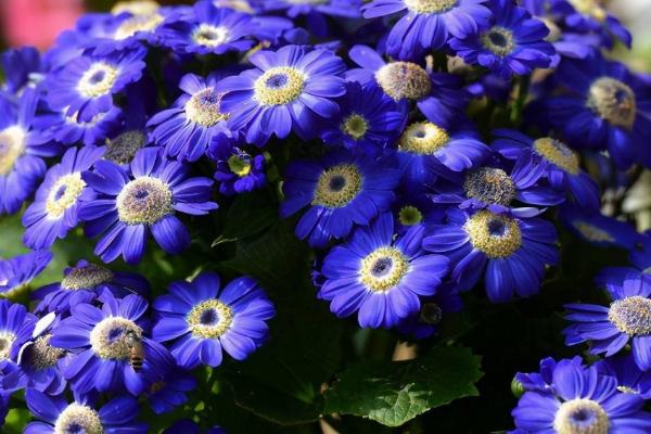 瓜叶菊耐寒多少度,只能忍受0℃的低温