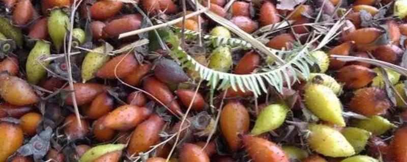 金樱子什么季节开花,一般在春季开花