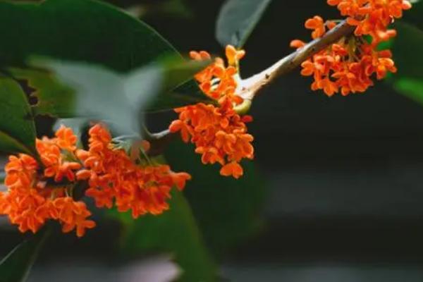 秋天的花有哪些,以下4种在秋天最为常见