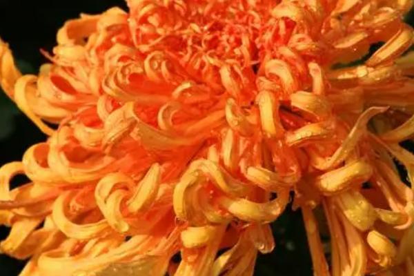 秋天的花有哪些,以下4种在秋天最为常见