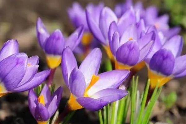 秋天的花有哪些,以下4种在秋天最为常见