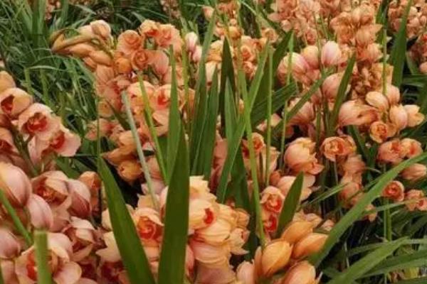 秋天的花有哪些,以下4种在秋天最为常见