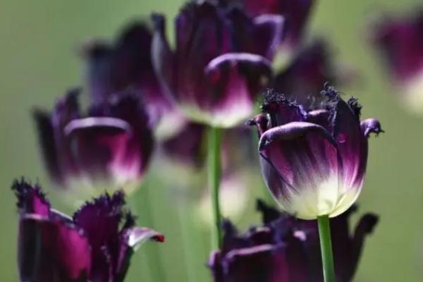 紫色郁金香的花语,寓意高贵的爱、浓烈的爱等