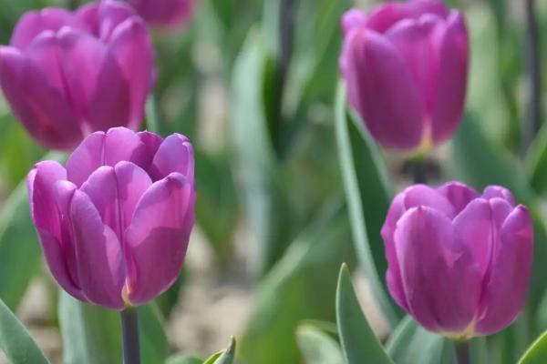 紫色郁金香的花语,寓意高贵的爱、浓烈的爱等