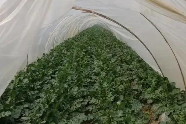 冬天小拱棚蔬菜需要通风吗,要及时掀开薄膜通风