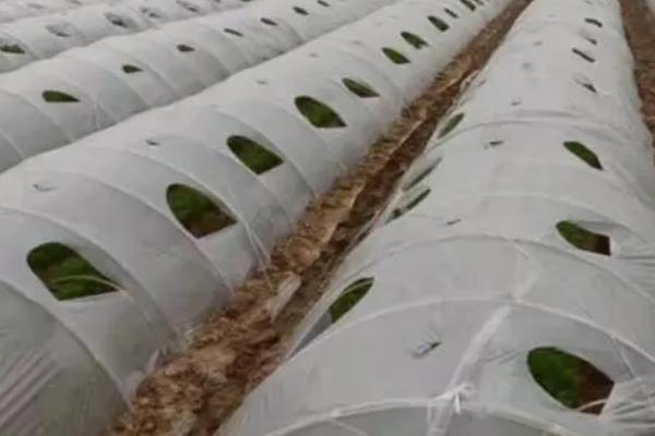 冬天小拱棚蔬菜需要通风吗,要及时掀开薄膜通风