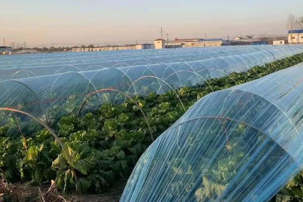 冬天小拱棚蔬菜需要通风吗,要及时掀开薄膜通风